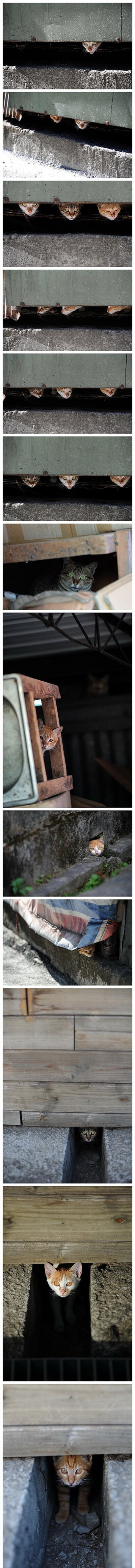 【台湾街猫摄影】N位一体的喵雷达们，地球人乃们被喵星人全方位盯上鸟。。。。#猫径地图##每日一喵#