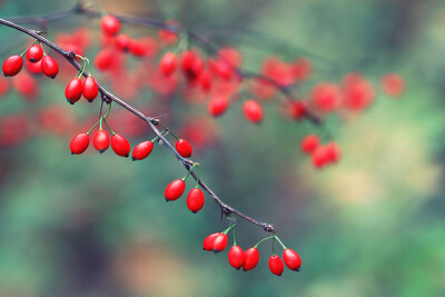 autumn berries.@晓冬知春