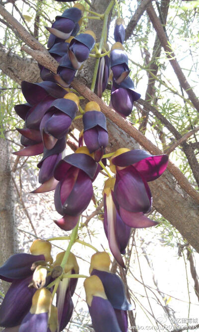 禾雀花，深紫色花的，好像是常绿油麻藤(M·sempervirens)，为蝶形花科油麻藤属木质藤本植物。