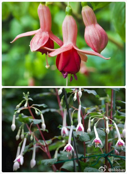 Fuchsias 柳叶菜科倒挂金钟 也叫吊钟花