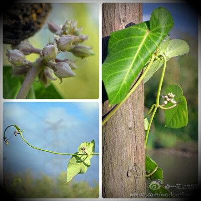 萝藦（Metaplexis japonica）萝藦科，萝藦属。多年生缠绕草本。分布于我国西南、西北、华北、东北及东南地区；亚洲东部其他地区也有分布。全株具乳汁；叶卵状心形；总状式聚伞花序腋生；花蕾圆锥状，顶端尖；萼片被…