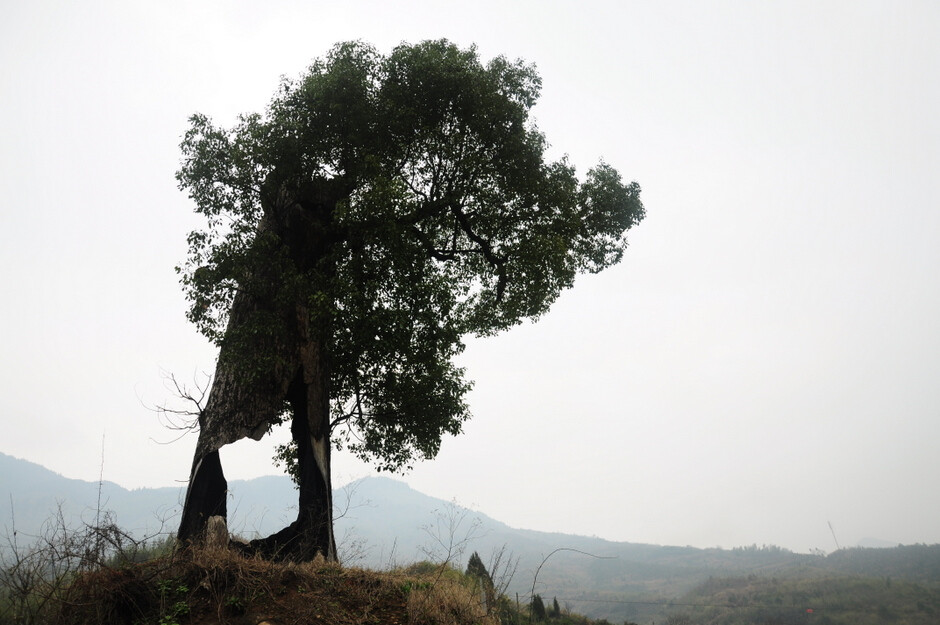 这是一棵被雷劈后，树干已经完全空洞的大树，但却仍然坚强活了下来，开枝，发芽。