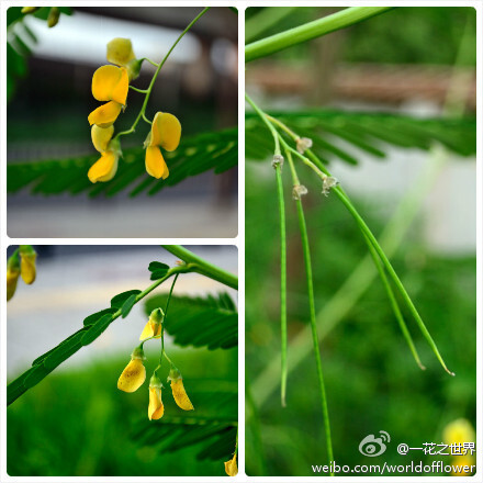 田菁（Sesbania cannabina）豆科，田菁属。一年生灌木状草本植物。分布于我国华东和华南等省区；东半球热带地区也有分布。茎高可达3米；偶数羽状复叶，小叶线状矩圆形；花黄色，具紫色斑点，排列成疏松的总状花序；…