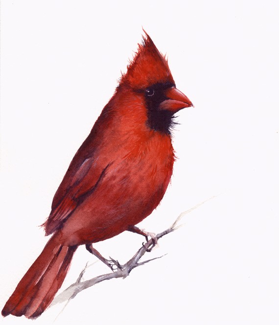 Cardinal Archival print of watercolor -cardinal painting