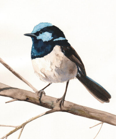 Fairy Wren Bird Art Archival print of watercolor painting A4