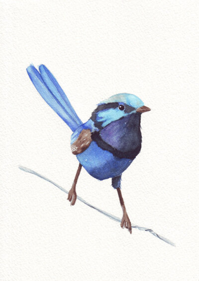 Wren Painting - Print of Watercolor Painting A4