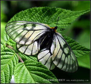 冰清绢蝶 Parnassius glacialis Butler