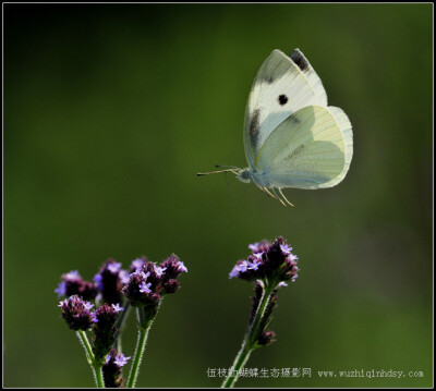 菜粉蝶 Pieris rapae（Linne）