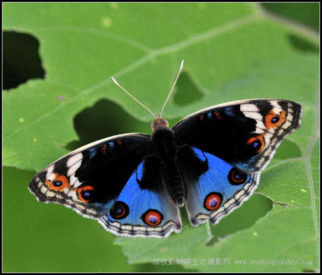 翠蓝眼蛱蝶 Junonia orithya (Linnaeus)