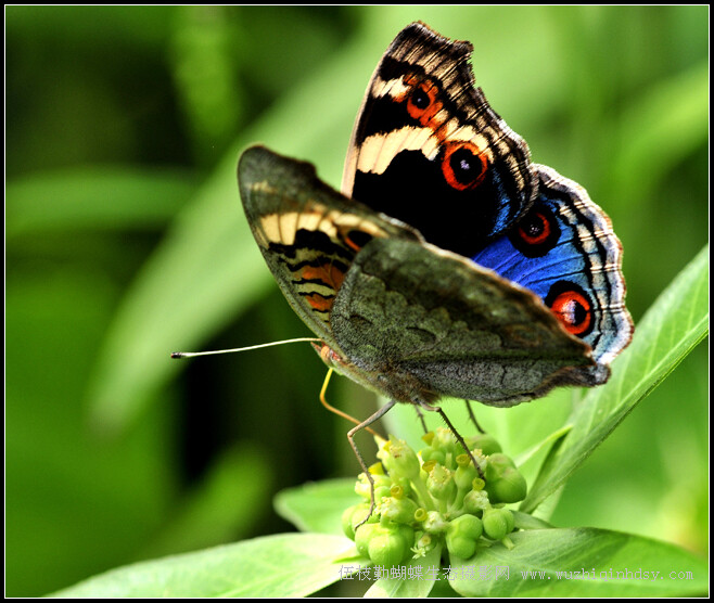 翠蓝眼蛱蝶 Junonia orithya (Linnaeus)