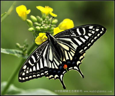 柑橘凤蝶 Papilio xuthus Linnaeus