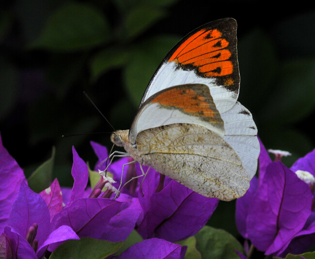 鹤顶粉蝶 Hebomoia glaucippe （Linnaeus）