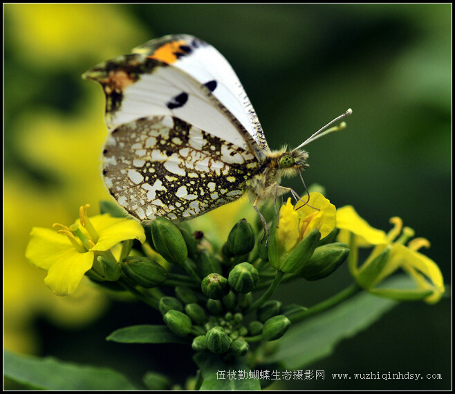 黄尖襟粉蝶 Anthocharis scolymus Butler