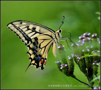 金凤蝶 Papilio machaon Linnaeus