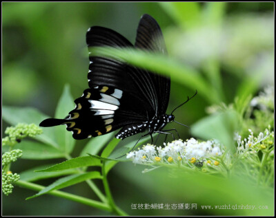 宽带凤蝶 Papilio nephalus Boisduval