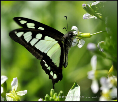 宽带青凤蝶 Graphium cloanthus （Westwood）