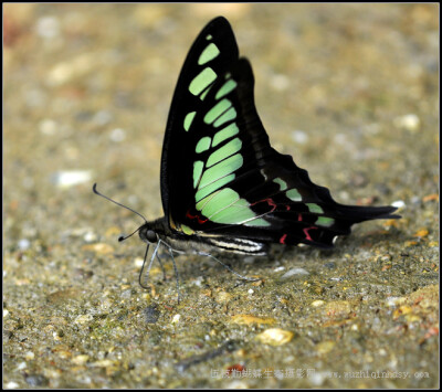 宽带青凤蝶 Graphium cloanthus （Westwood）