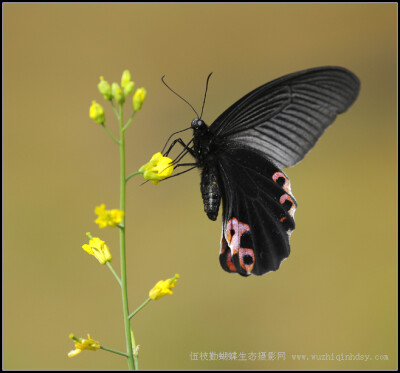 蓝凤蝶 Papilio protenor Cramer