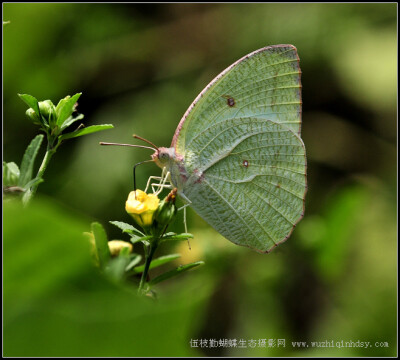 梨花迁粉蝶 Catopsilia pyranthe (Linnaeus)