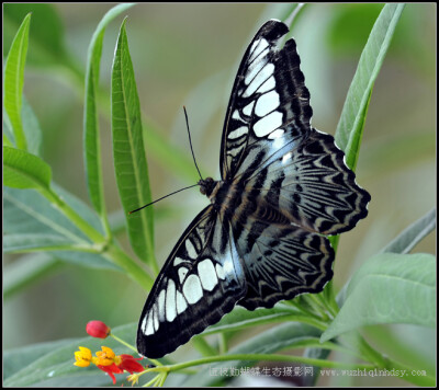 丽蛱蝶 Parthenos sylvia Cramer