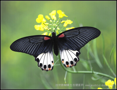 美凤蝶 Papilio memnon Linnaeus