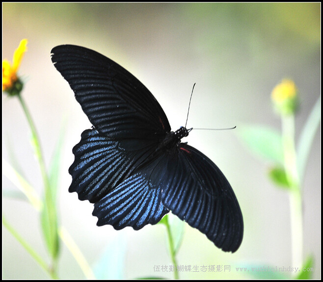 美凤蝶 Papilio memnon Linnaeus