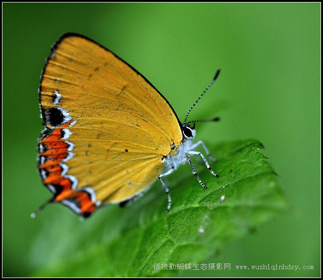 摩来彩灰蝶 heliophorus moorei(hewltson)