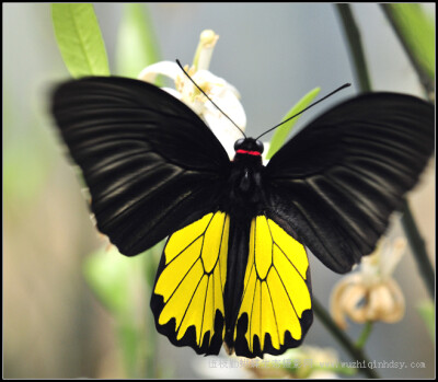 裳凤蝶 Troides helena （Linnaeus）