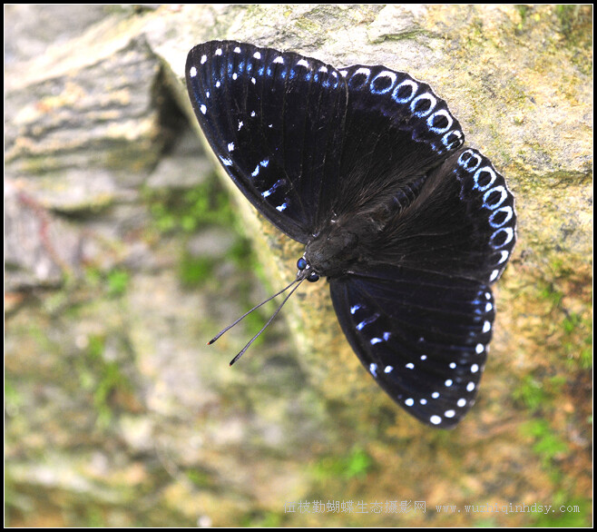 素饰蛱蝶 Stibochiona nicea (Gray)