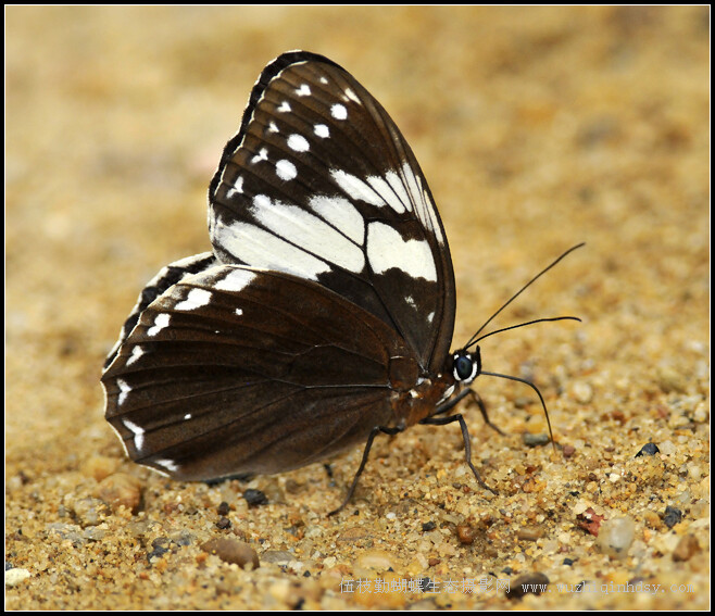 白斑眼蝶penthemaadelmafelder