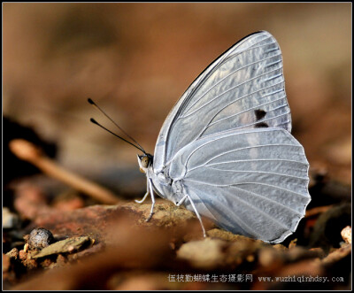 银白蛱蝶 Helcyra subalba (Poujade)