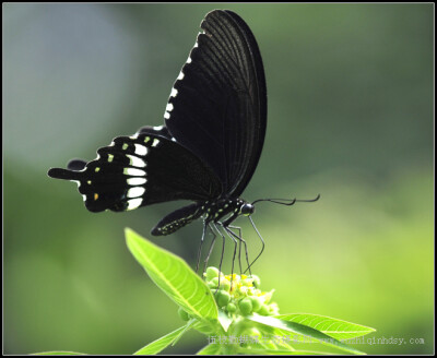 玉带凤蝶 Papilio polytes Linnaeus