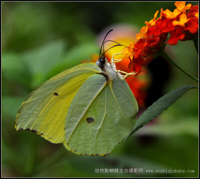 圆翅钩粉蝶 Gonepteryx amintha Blanchard