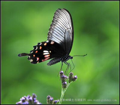 玉带凤蝶 Papilio polytes Linnaeus