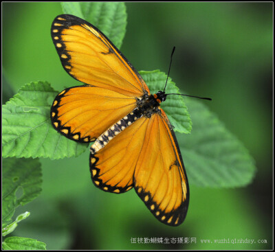 苎麻珍蝶 Acraea issoria Hubner