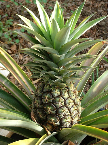 pineapple 凤梨