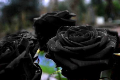 黑玫瑰——深沉与华丽的矛盾体