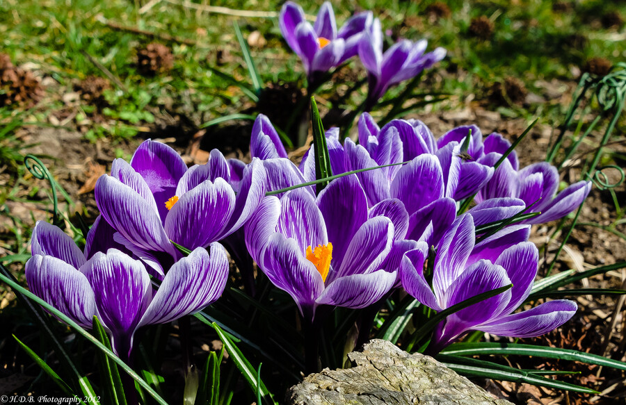 Photograph It&#39;s Spring!!! by Harold Begun on 500px