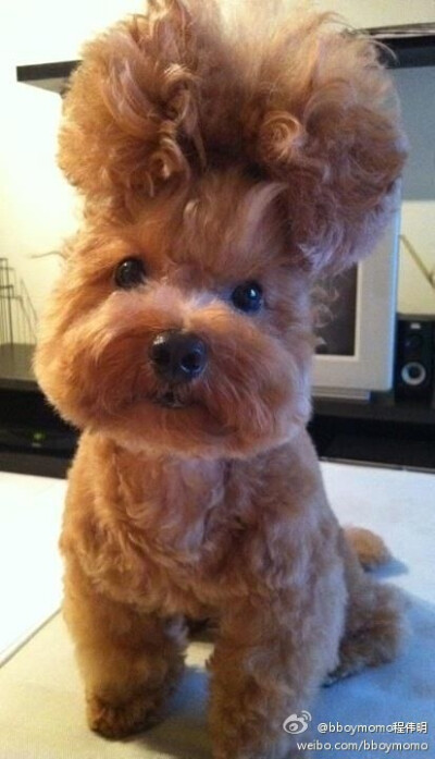 哈哈哈。。。小狗狗啲可爱发型。。。