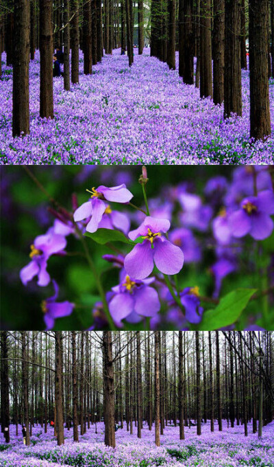 南京花季——这片紫色梦幻花海，不在普罗旺斯，而在南京理工大学，那些结伴成长的花朵，不是盛名的薰衣草，而是低调的二月兰。水杉下，盛开在，每个和风轻拂的春天里。