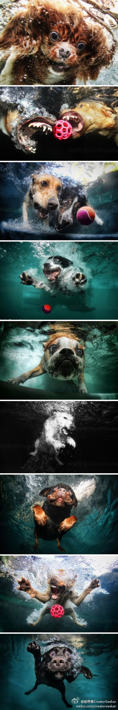[3/21/2012-1] 摄影师seth喜欢拍摄小动物。他把小狗放到游泳池中并拍摄他们刚入水时的那一霎那。这组照片显得十分有爱，您觉得呢？ 作者Seth Casteel 来源 Fubiz 欢迎关注 @创寻者CreatorSeeker