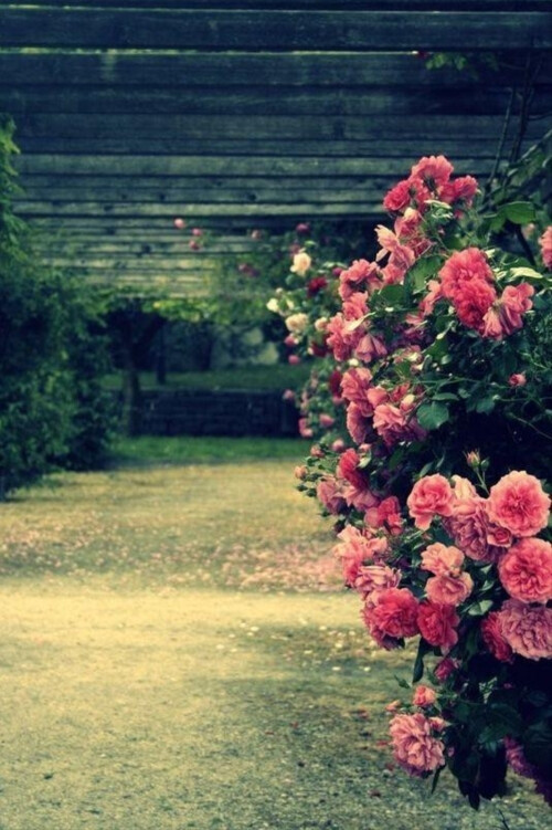 那朵花。。❤。