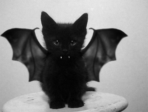 CAT BAT!! CAT BAT!!!