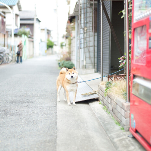 日本一隅：街上的狗