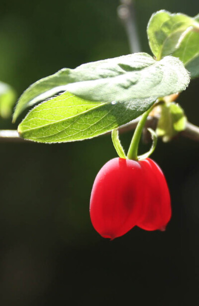  苦糖果（Lonicera fragrantissima subsp. standishii），忍冬科忍冬属