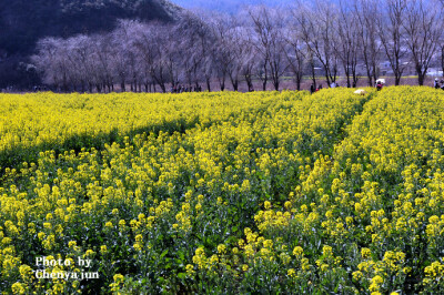 云南，油菜花地