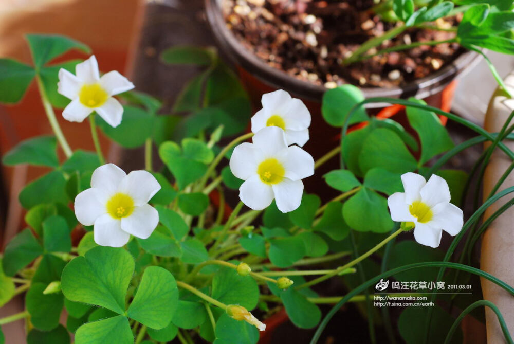 Oxalis