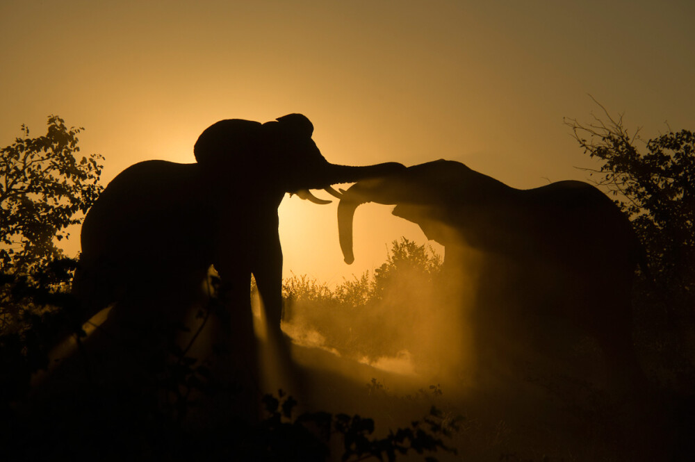 南非 林波波省 Kruger Park Elephants Fighting