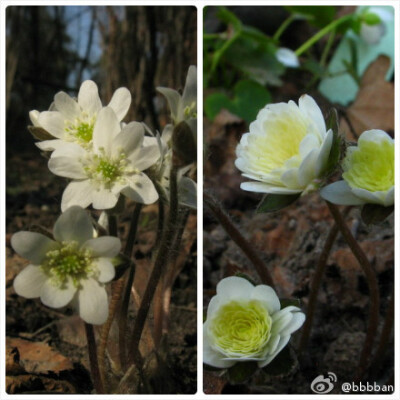 Hepatica nobilis 毛茛科雪割草，也叫獐耳细辛。