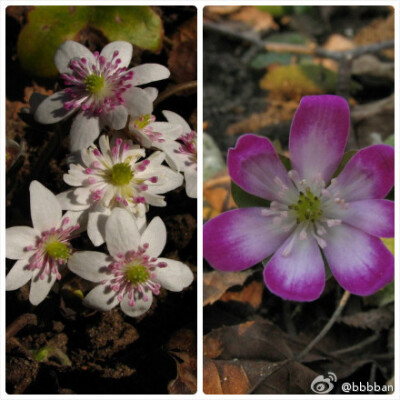 Hepatica nobilis 毛茛科雪割草，也叫獐耳细辛。